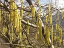 sklep ogrodniczy - Leszczyna pospolita AUREA Corylus avellana Orzech laskowy C5/1,5m