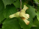 rośliny ozdobne - Leszczyna pospolita AUREA Corylus avellana Orzech laskowy C5/1,5m