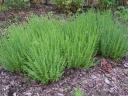 rośliny ozdobne - Hyzop MEKSYKAŃSKI różowy, Hyssopus officinalis