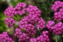 sklep ogrodniczy -  Krwawnik pospolity RÓŻOWY-Cerise Queen Achillea millefolium /C2