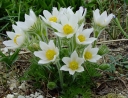 rośliny ozdobne -  Sasanka zwyczajna ALBA Pulsatilla vulgaris /P9 *16