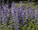 sklep ogrodniczy -  Baptysja błękitna Baptisia australis /P11 *K16