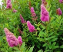 sklep ogrodniczy - Tawuła Douglasa odm. Menziesa (Spiraea douglasii var. menziesii)