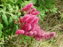 rośliny ozdobne - Tawuła Douglasa odm. Menziesa (Spiraea douglasii var. menziesii)