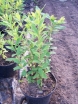 sklep ogrodniczy - Tawuła Douglasa odm. Menziesa (Spiraea douglasii var. menziesii)