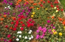 sadzonki -  Portulaka wielkokwiatowa -nasiona o,5g Portulaca grandiflora