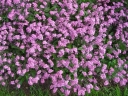rośliny ogrodowe - Niezapominajka alpejska MIX Niezabudka, Żabie oczka Myosotis alpestris - nasiona 0,3g