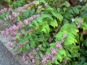 sadzonki - Tricyrtis formosana MASAMUNEI Trójsklepka owłosiona Orchidea ogrodowa