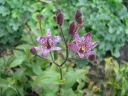 rośliny ogrodowe - Tricyrtis formosana MASAMUNEI Trójsklepka owłosiona Orchidea ogrodowa