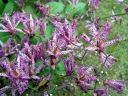 sadzonki - Tricyrtis formosana MASAMUNEI Trójsklepka owłosiona Orchidea ogrodowa
