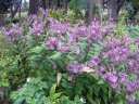 sklep ogrodniczy - Tricyrtis formosana MASAMUNEI Trójsklepka owłosiona Orchidea ogrodowa