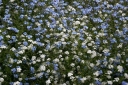 sadzonki - Niezapominajka alpejska NIEBIESKA / Niezabudka, Żabie oczka Myosotis alpestris nasiona 0,3g
