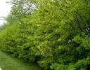 sklep ogrodniczy - Karagana syberyjska Akacja syberyjska Akacja żółta Caragana arborescens C3/80-100cm *K6
