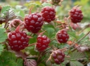 rośliny ogrodowe -  Malina arktyczna Tekszla Jeżyna arktyczna Rubus arcticus /C1