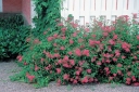 sadzonki - Tawuła japońska Anthony Waterer (Spiraea japonica) C2