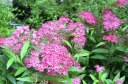 sadzonki - Tawuła japońska Anthony Waterer (Spiraea japonica) C2