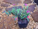 sadzonki - Tawuła japońska Anthony Waterer (Spiraea japonica) C2