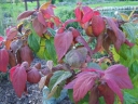 rośliny ozdobne -  Tawuła japońska Macrophylla Spiraea japonica Macrophylla /C1-C2