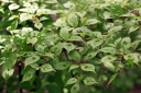 sadzonki - Helwingia chińska Helwingia chinensis /P9
