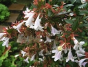 sklep ogrodniczy - Abelia wielkokwiatowa Abelia grandiflora /C2