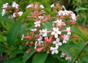 rośliny ozdobne - Abelia wielkokwiatowa Abelia grandiflora /C2
