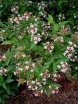 rośliny ogrodowe - Abelia wielkokwiatowa Abelia grandiflora /C2