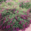 rośliny ozdobne - Budleja Dawida ROYAL RED Buddleja davidii /C3