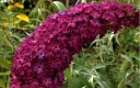 sklep ogrodniczy - Budleja Dawida ROYAL RED Buddleja davidii /C3