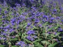 rośliny ozdobne - Barbula klandońska 'Inoveris' GRAND BLEU Caryopteris clandonensis