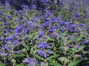 sadzonki - Barbula klandońska 'Inoveris' GRAND BLEU Caryopteris clandonensis