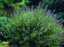 rośliny ogrodowe - Barbula klandońska 'Inoveris' GRAND BLEU Caryopteris clandonensis