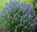 sadzonki - Barbula klandońska 'Inoveris' GRAND BLEU Caryopteris clandonensis