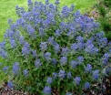 rośliny ozdobne - Barbula klandońska 'Inoveris' GRAND BLEU Caryopteris clandonensis