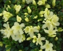 rośliny ogrodowe - Różanecznik karłowy PATTY BEE Rhododendron Azalia C4/20cm