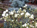 rośliny ogrodowe - Różanecznik karłowy APRIL SNOW Rhododendron Azalia C3/50cm