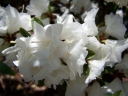 sklep ogrodniczy - Różanecznik karłowy APRIL SNOW Rhododendron Azalia C3/50cm
