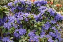 sklep ogrodniczy - Różanecznik karłowy AQUAMARIN Rhododendron Azalia