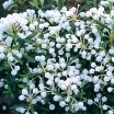 sadzonki - Modrzewnica pospolita ALBA Andromeda polifolia P11