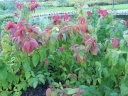 rośliny ogrodowe - Tawuła japońska Macrophylla Spiraea japonica Macrophylla /C1-C2