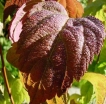 sadzonki - Tawuła japońska Macrophylla Spiraea japonica Macrophylla /C1-C2