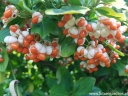 sadzonki -  Trzmielina Fortune'a Emerald'n Gold (Euonymus fortunei Emerald`n Gold) P9