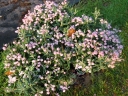 rośliny ogrodowe - Modrzewnica pospolita RÓŻOWA Andromeda polifolia C3/20cm *19