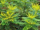rośliny ogrodowe -  Mahonia pośrednia WINTER SUN Mahonia x media C3/30-40cm *K12
