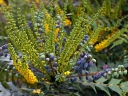 rośliny ogrodowe - Mahonia pośrednia WINTER SUN Mahonia x media C3/30-40cm *K12