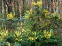 rośliny ogrodowe - Mahonia pośrednia WINTER SUN Mahonia x media C3/30-40cm *K12