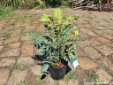 rośliny ozdobne - Mahonia pośrednia WINTER SUN Mahonia x media C3/30-40cm *K12