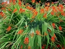 rośliny ogrodowe - Cynobrówka LUCIFER Crocosmia, Montbrecja /C5