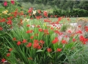 sadzonki - Cynobrówka LUCIFER Crocosmia, Montbrecja /C5