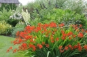 sadzonki - Cynobrówka LUCIFER Crocosmia, Montbrecja /C5