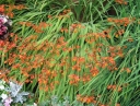 sklep ogrodniczy - Cynobrówka 'Emily McKenzie' Crocosmia, Montbrecja P11